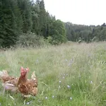 Gretel De La Ferme Du Schneeberg