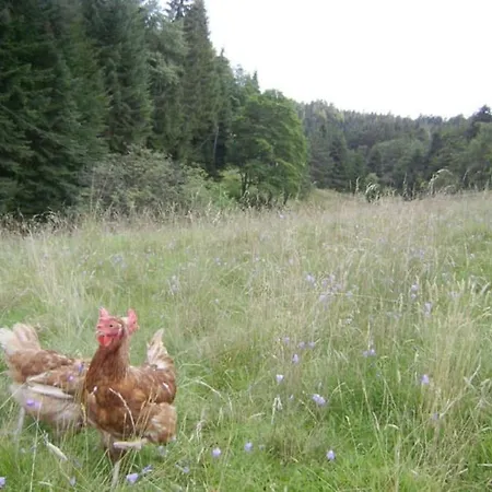 Gretel De La Ferme Du Schneeberg