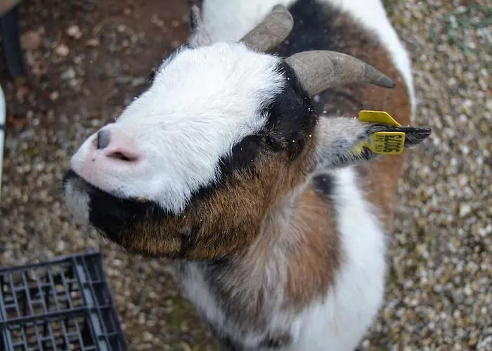 公寓 Gretel De La Ferme Du Schneeberg 万根伯格